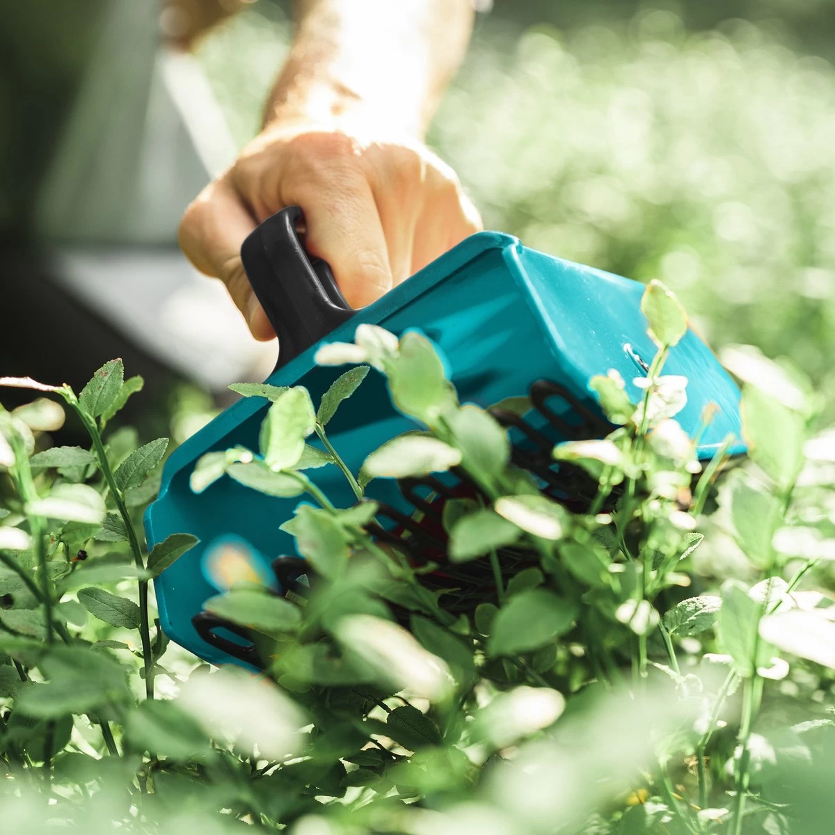 Cueilleur De Navaris Gants - Peigne à Baies Pour Récolter Les Myrtilles, Les Groseilles, Les Baies De Sureau - Récolter Les Baies Sans Dommage 5 Cueilleur De Navaris Gants - Peigne à Baies Pour Récolter Les Myrtilles, Les Groseilles, Les Baies De Sureau - Récolter Les Baies Sans Dommage – Image 3