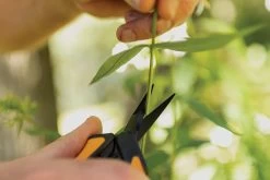 Fiskars Cisailles De Jardin, Longueur : 15,4 Cm, Jauge En Acier Inoxydable Avec Revêtement PTFE/poignée En Plastique, Noir/orange, Micro-Tip, Solid, SP-131, 1063321 11 Fiskars Cisailles De Jardin, Longueur : 15,4 Cm, Jauge En Acier Inoxydable Avec Revêtement PTFE/poignée En Plastique, Noir/orange, Micro-Tip, Solid, SP-131, 1063321 -Outils de jardinage professionnels 1200x800 19