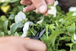 Fiskars Cisailles De Jardin, Longueur : 15,4 Cm, Jauge En Acier Inoxydable Avec Revêtement PTFE/poignée En Plastique, Noir/orange, Micro-Tip, Solid, SP-131, 1063321 12 Fiskars Cisailles De Jardin, Longueur : 15,4 Cm, Jauge En Acier Inoxydable Avec Revêtement PTFE/poignée En Plastique, Noir/orange, Micro-Tip, Solid, SP-131, 1063321 -Outils de jardinage professionnels 1200x800 20