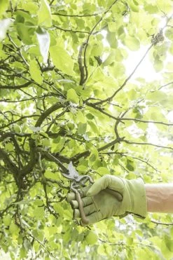 GEOLIA - Sécateur 1 Main - Lame Recourbée By-pass - Acier - Capacité D'ouverture 18 Mm - Manche Plastique Ergonomique -Outils de jardinage professionnels 800x1200 5